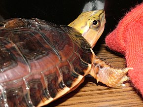 Beschrijving van Cuora mccordi juveniele afbeelding 1.JPG.