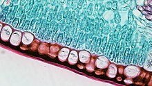 Cuticle layer of leaf under microscope
