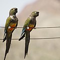 Loro barranquero (Cyanoliseus patagonus)