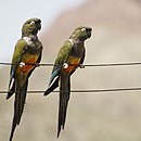 aves De Argentina