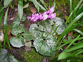 Descripción de la imagen Cyclamen pseudibericum.jpg.