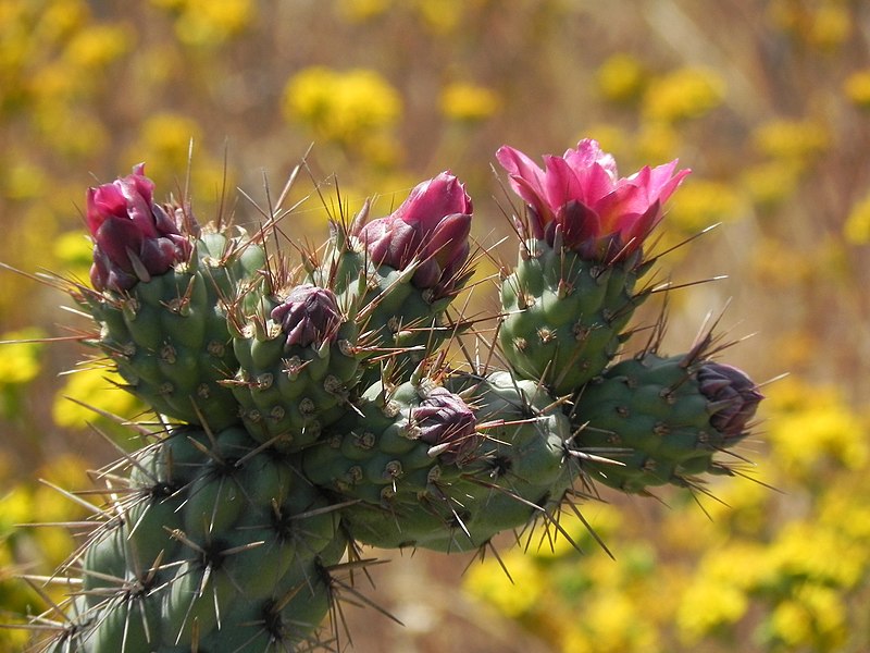 File:Cylindropuntia prolifera 200887284.jpg