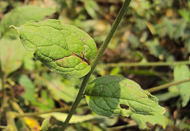 Cynoglossum zeylanicum 09.JPG