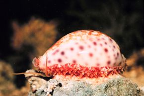 Afbeeldingsbeschrijving Cypraea chinensis met gedeeltelijk verlengde mantel.jpg.