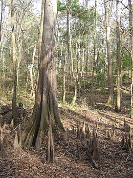 cypress tree roots above ground