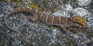 <i>Cyrtodactylus santana</i> Species of gecko from East Timor