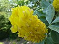 Miniatura per Argyrocytisus battandieri