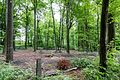 Dülmen, Naturschutzgebiet -Roruper Holz- -- 2015 -- 5980.jpg