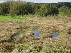 Wet meadow in the nature reserve;  in the background the Dammer Mountains