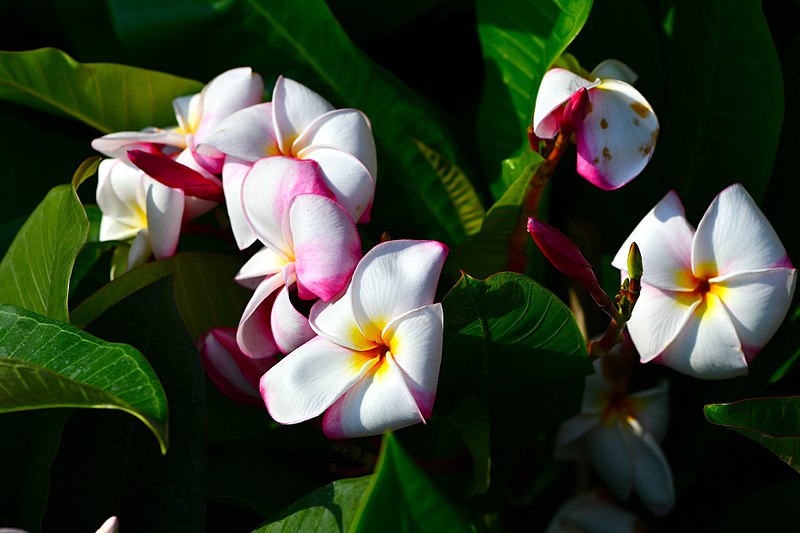 File:D85 4423 Plant of Thailand Photographed by Trisorn Triboon.jpg