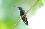 Miniatura per Colibrí maragda de la Hispaniola