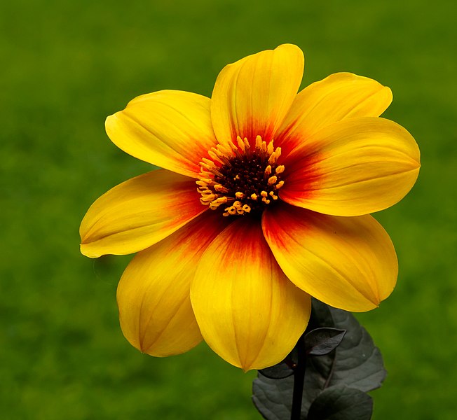 File:Dahlia 'Moonfire' 006.JPG