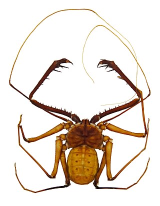 <i>Damon medius</i> Species of whip scorpion