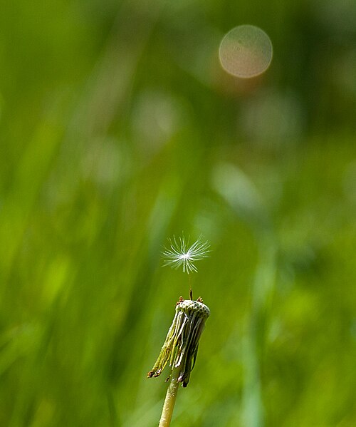 File:Dandelion Parachute (26929828080).jpg