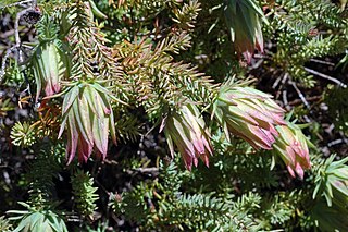 <i>Darwinia oederoides</i> Species of flowering plant