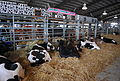 Delaware State Fair - 2012 (7702265810).jpg