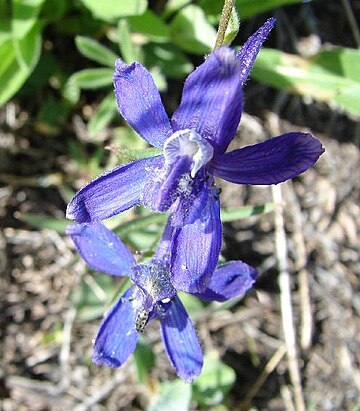 Delphinium andersonii