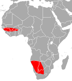 <span class="mw-page-title-main">Dent's horseshoe bat</span> Species of bat