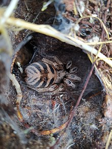 Detalle de arana en nido en la quebrada Aquilpo.jpg