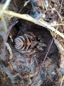 Detalle de araña en nido en la quebrada Aquilpo.jpg