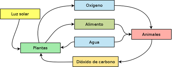 Diagrama básico de un ecosistema terrestre.