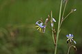 6) Dianella sp., Atherton Tablelands; Artbestimmung möglich?