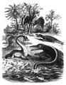 Die Gartenlaube (1854) b 151 1.jpg Die Amphibien-Kalksteinperiode