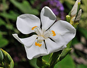 Photograph of a white flower with 6 petals