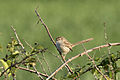 * Nomination: Graceful prinia (Prinia gracilis). Balcalı, Adana - Turkey --Zcebeci 19:06, 28 March 2016 (UTC) * * Review needed