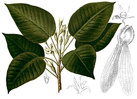 Dipterocarpus grandiflorus