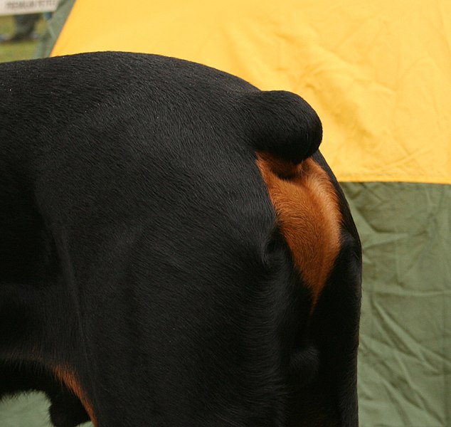 File:Dobermann szczątkowy ogon rybnik - kamień pl. jpg.jpg