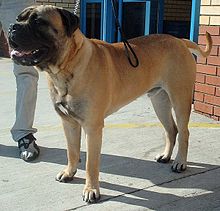 Dog Bullmastiff 600.jpg