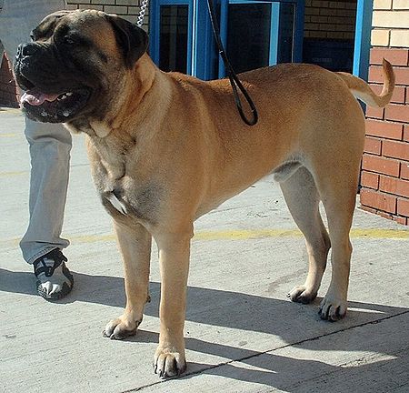 Fail:Dog_Bullmastiff_600.jpg