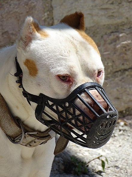 Pit bull–type dog wearing a muzzle
