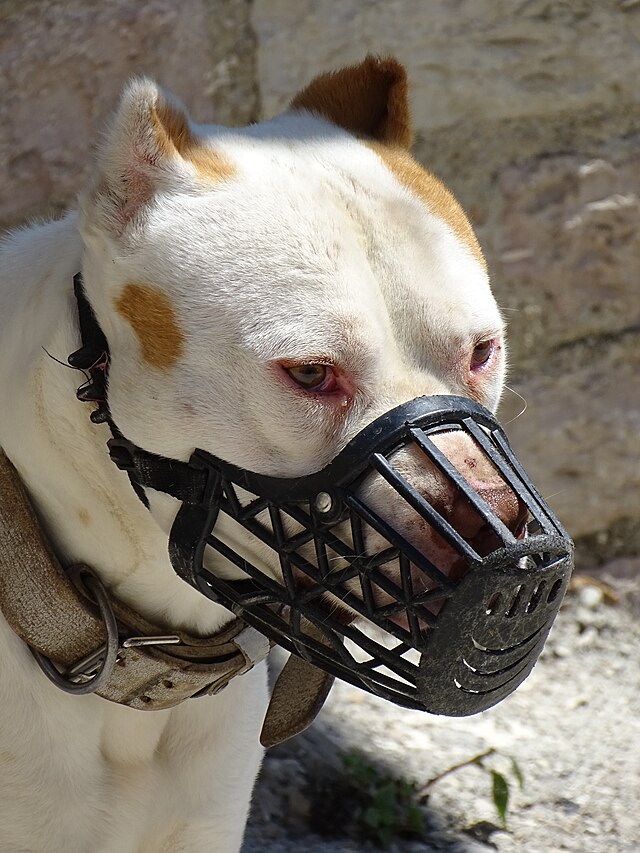 are dogs allowed in stores in portugal