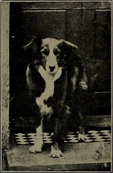 File:Dogs of all nations. In prose and rhyme (1903) (14769951962).jpg