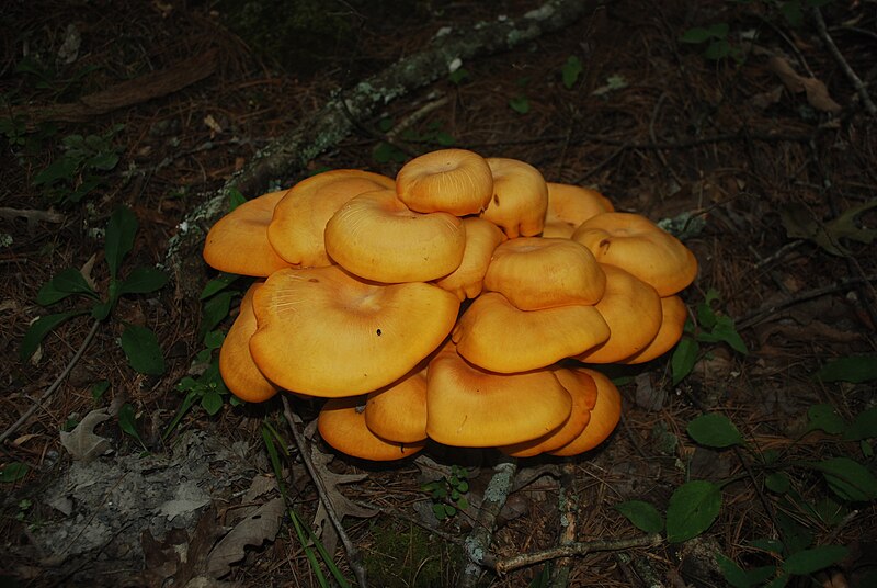 File:Douthat State Park - mushrooms.jpg