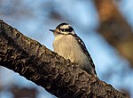 Thumbnail for File:Downy woodpecker (62923).jpg