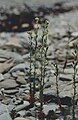 Draba incana L. — Drave blanchâtre. — (Twisted whitlow grass), pebbles and limestone rocks, shore at Baie-Sainte-Claire[29]