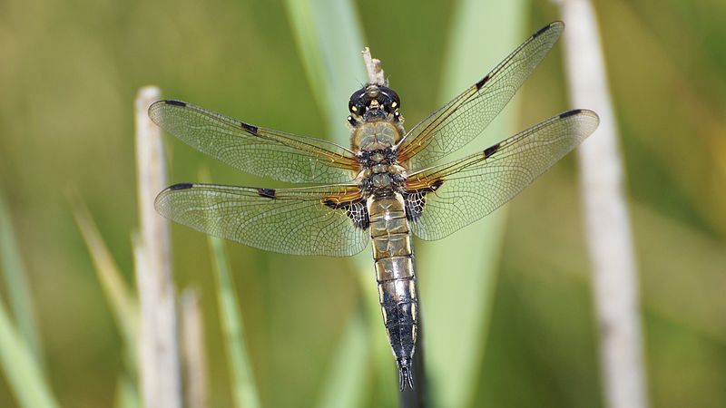 File:Dragonflies at Dunyeats Hill nature reserve (9218693902).jpg