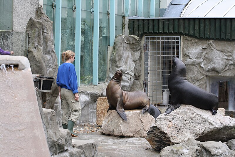 File:Dressure of Otarias byronia in Liberec ZOO in Liberec, Liberec District.jpg