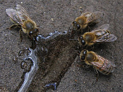 Thirsty Drone Bees