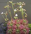 Drosera nitidula