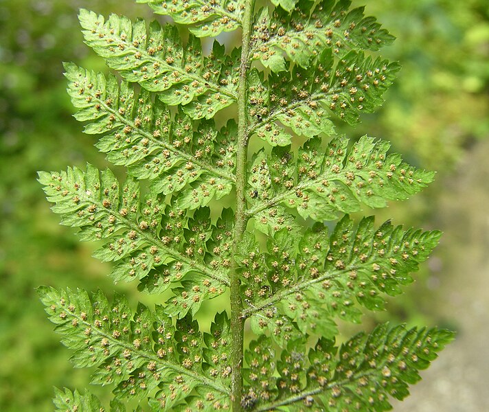 File:Dryopteris expansa leaf (22).jpg