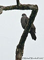 Dusky Pigeon (443003438).jpg