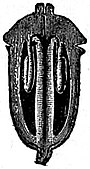 EB1911 Fruit - ovary of Foeniculum officinale in section.jpg