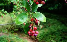 Todellinen kivirypähi Amelanchier rotundifolia - kypsät hedelmät