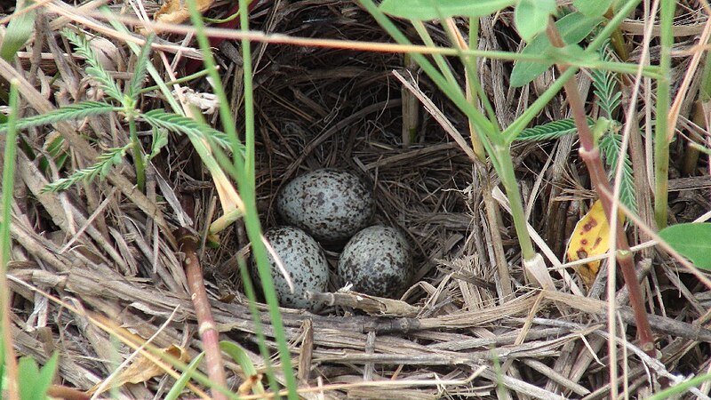 File:Egg PaddyfieldPipit Topview.JPG