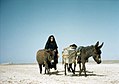 A young Bedouin woman on her way to the waterhole. The well is about an hour away and the temperature rises to 50 degrees. Tobe tribe, Iraq, 1966