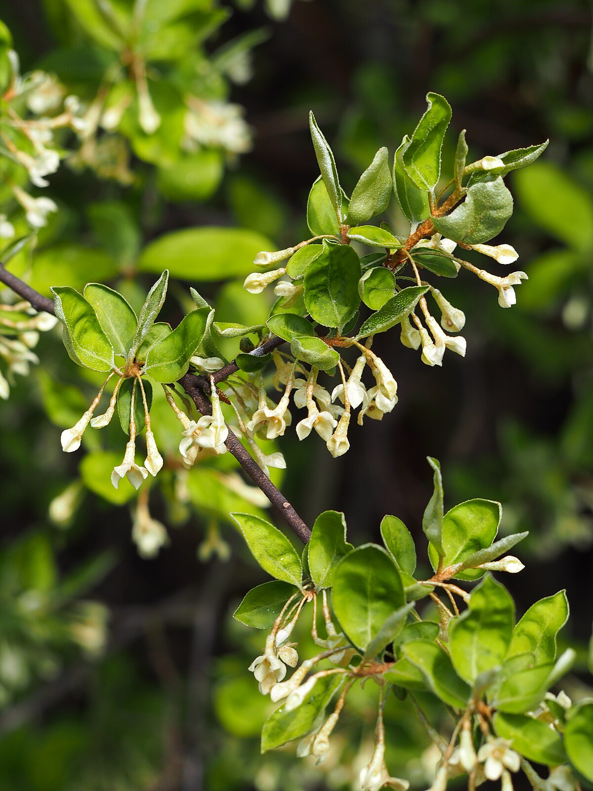 Elaeagnus multiflora 5/i